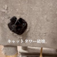 穴から顔を出している猫