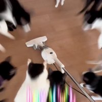 飛び上がる猫