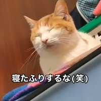寝ている猫の顔