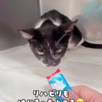 おやつを食べる白黒猫