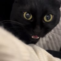 ママに向かって鳴く黒猫