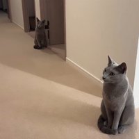 廊下に座っている2匹の猫