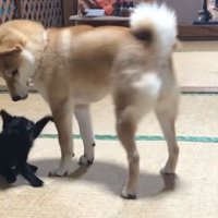 遊ぶ子猫と犬