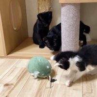 ロアちゃん含め3匹の子猫のいる写真