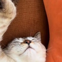 ぐっすり寝ている猫