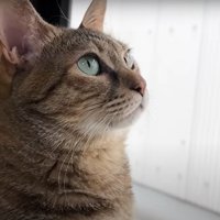 窓の外を眺める猫