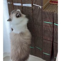 爪とぎしている猫