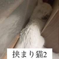 ベッドの隙間からお尻だけでている白猫