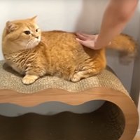 猫の様子