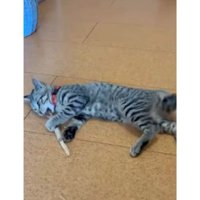 遊んでいる猫
