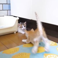 飛び込んでくるむっちゃん