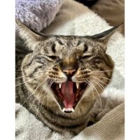 口を開けている猫