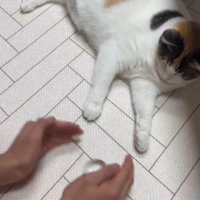 両手で物をシャカシャカ左右に振る