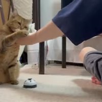 じゃれるふたり