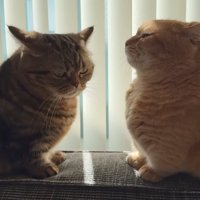 目を合わせないふたり