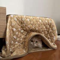 こたつに入る猫