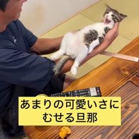 アクビをする猫