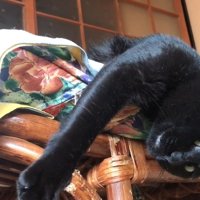 前足を伸ばした姿