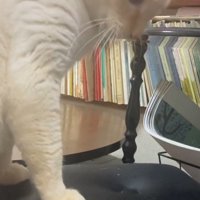 怒ったような目つきの猫