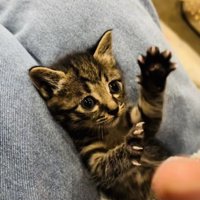 投稿主さんの真似をして万歳する子猫