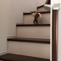 階段にいる子猫