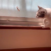後ろからやってくる猫