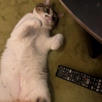 寝そべる猫
