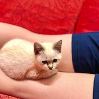 脚にのっている猫