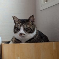 爪とぎベッドから視線を送るキジ白猫