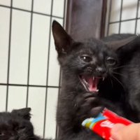 おやつに向かって威嚇しながら前足を伸ばす黒猫の子猫