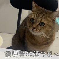 椅子に座っている猫