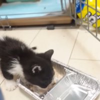 ご飯を食べている兄猫