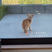 家の前で振り返る子猫