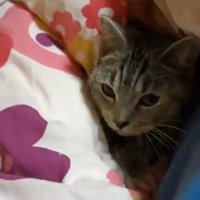 布団の中で横になっている猫