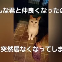 外で座る猫