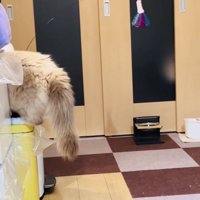 ゴミ箱から降りられないラグドール