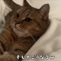 布団に寝転んでしまった猫
