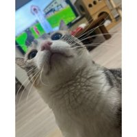 室内にいる猫