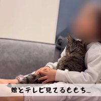 女の子に抱かれて猫