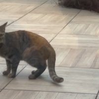 中庭で振り返る子猫