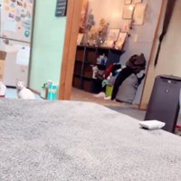 お座りしている猫