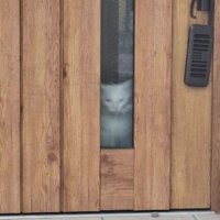 玄関にいる猫