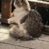 雪の中座る猫