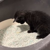 トイレ成功おつきちゃん