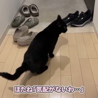 気配がないわ…