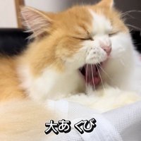 白い袋の上であくびをしている濃茶ハチワレ猫