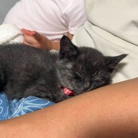 抱き上げられる子猫