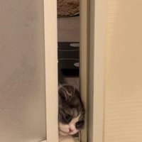 バスルームに入ろうとするトトロちゃん