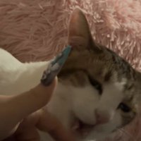 飼い主の指の前で口を開けている猫