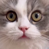 飼い主をジッと見つめる猫